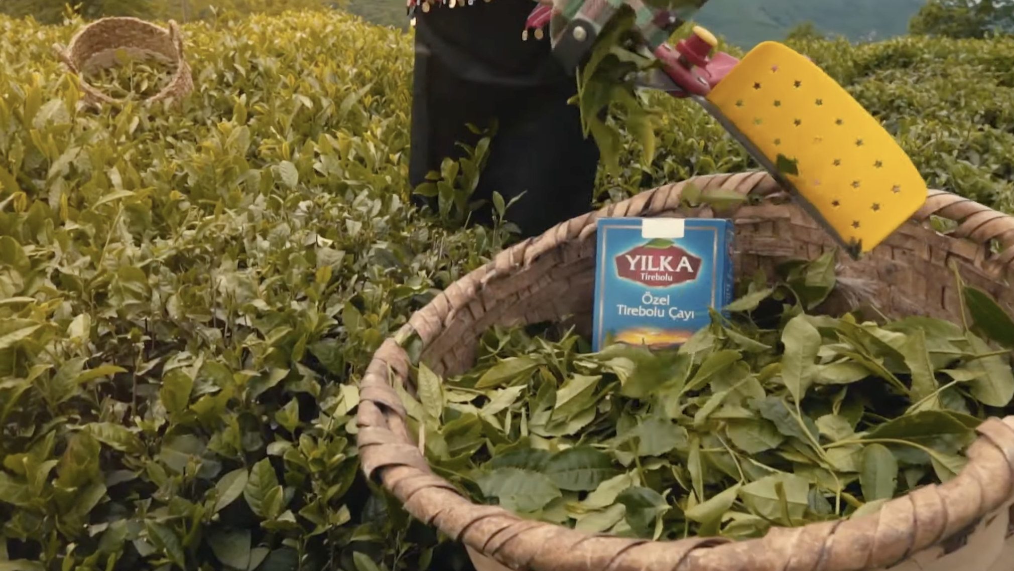 Yılka Çay Tanıtım Filmi: Doğadan Sofranıza Gelen Gelenek